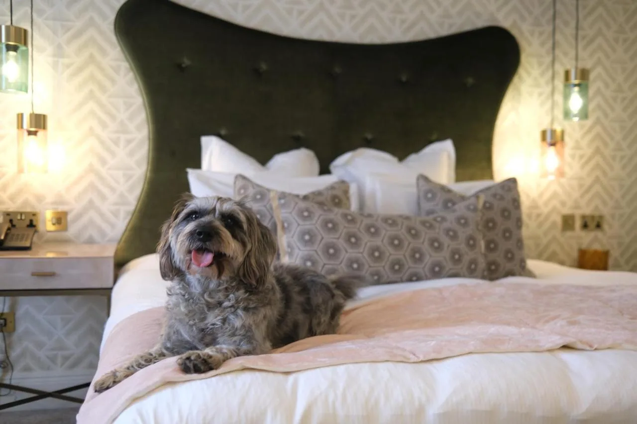 a dog sitting on a bed in a bedroom at The Gonville Hotel, a member of Radisson Individuals in Cambridge